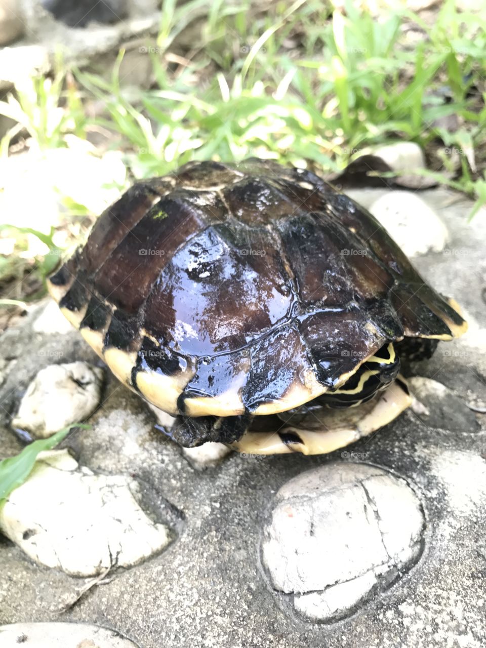 turtle