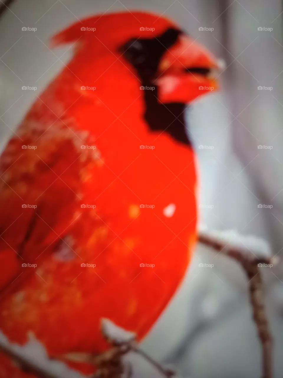 Northern Cardinal