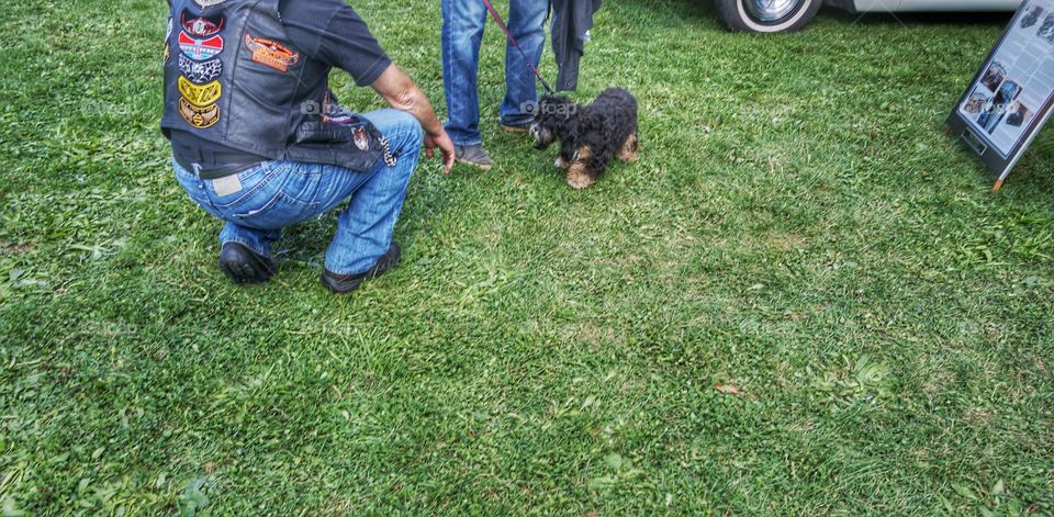 Dogs. Meeting New Friends at the Car Show