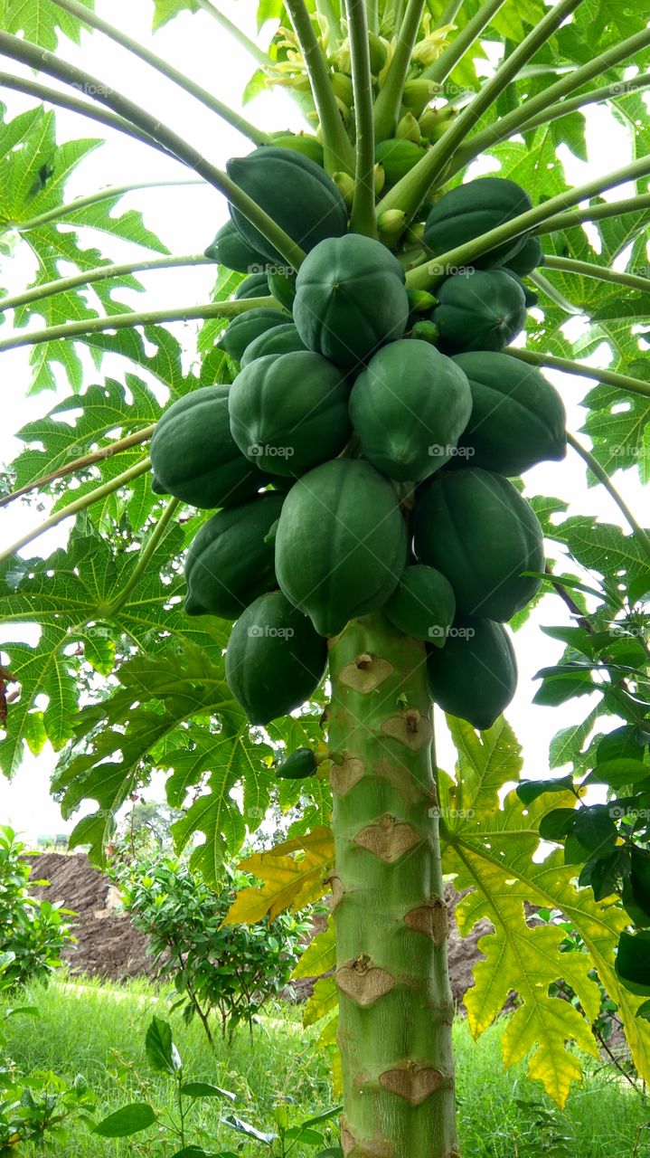 Greenish papaya fruits and leafs. 
smallest and big fruits.