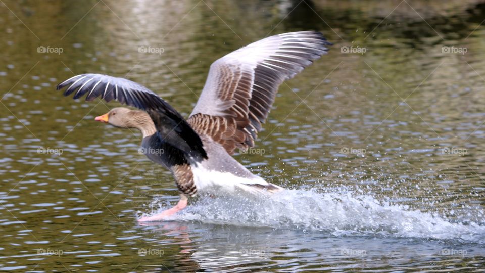 Greylag Goose in flight
