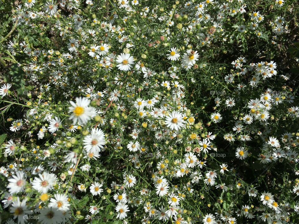 Iowa wild flowers