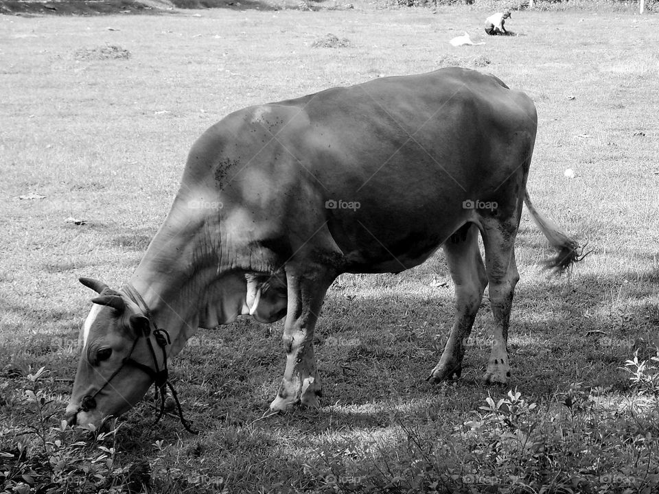 Looking for grass in the field to feed the beloved cow