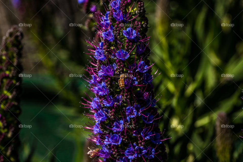 Small honey bee seeking pollen from a vibrant array of purple flowers