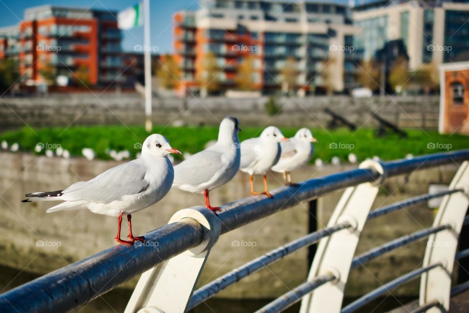 Urban nature, wildlife