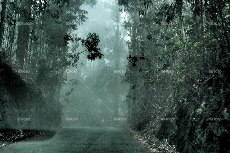 Eucalyptus forest of madeira portugal