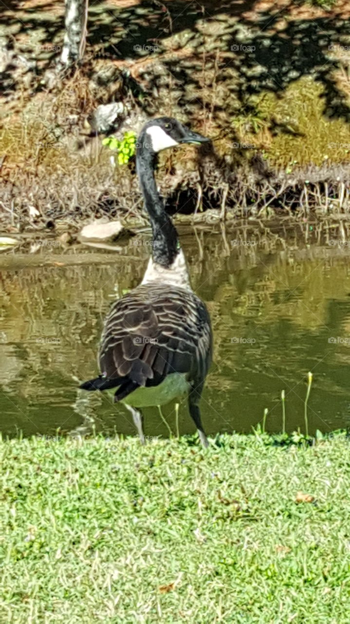 Posing Goose