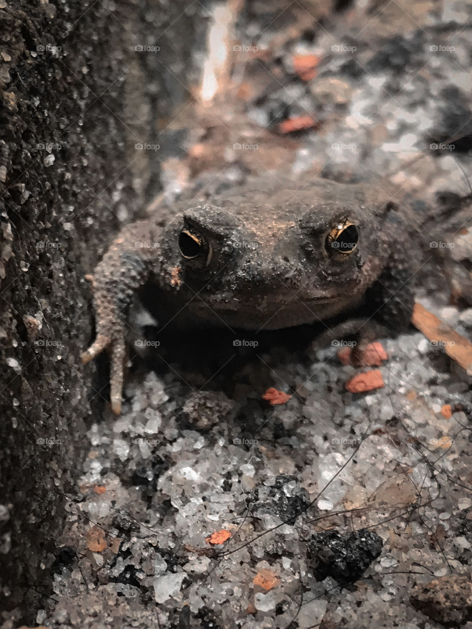 Frog is a generic designation of amphibians of the order Anura, predominantly terrestrial, with rough skin, and parotoid glands similar to warts.  It is used especially in relation to members of the Bufonidae family.