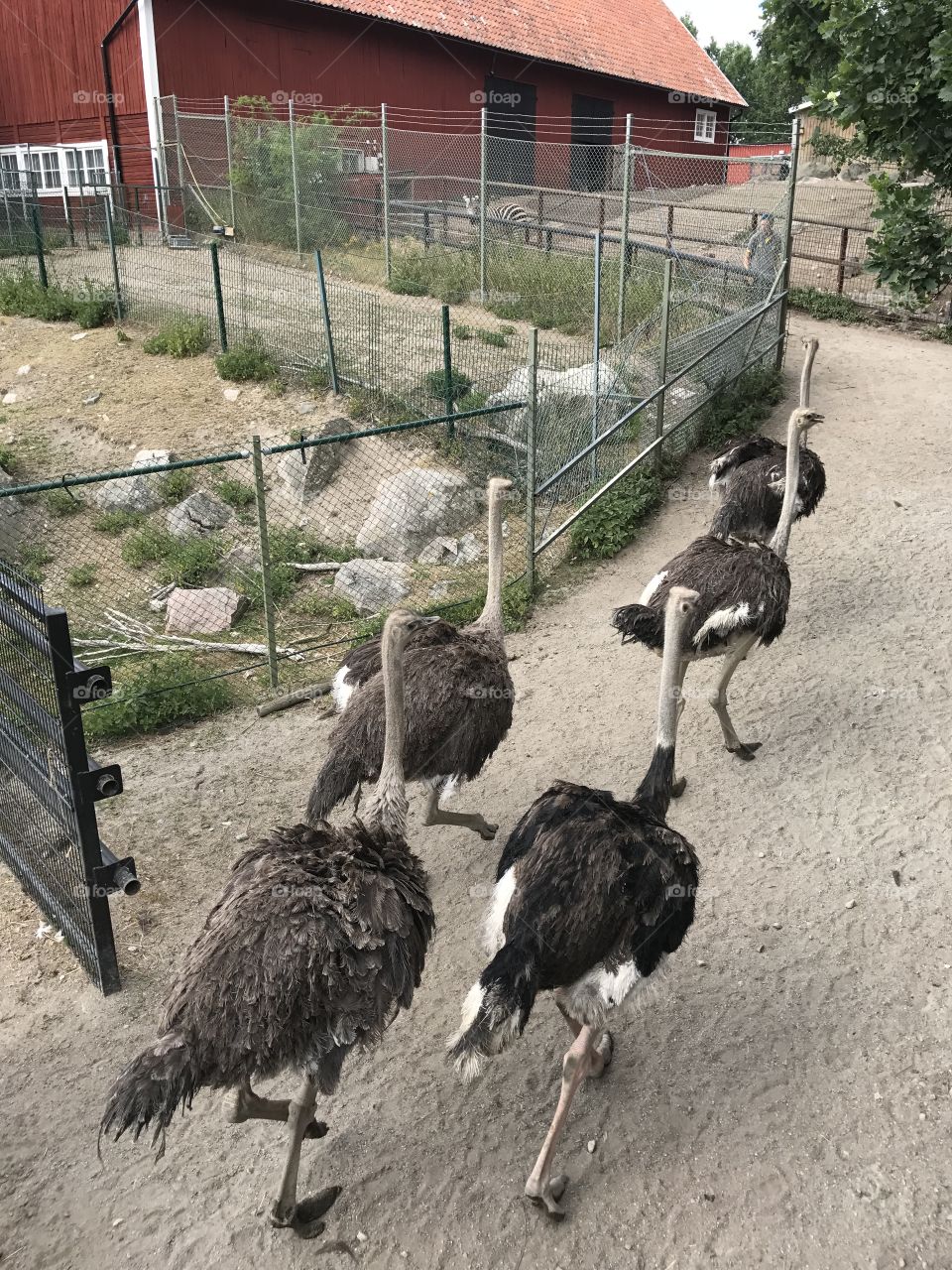 Storks in Sweden