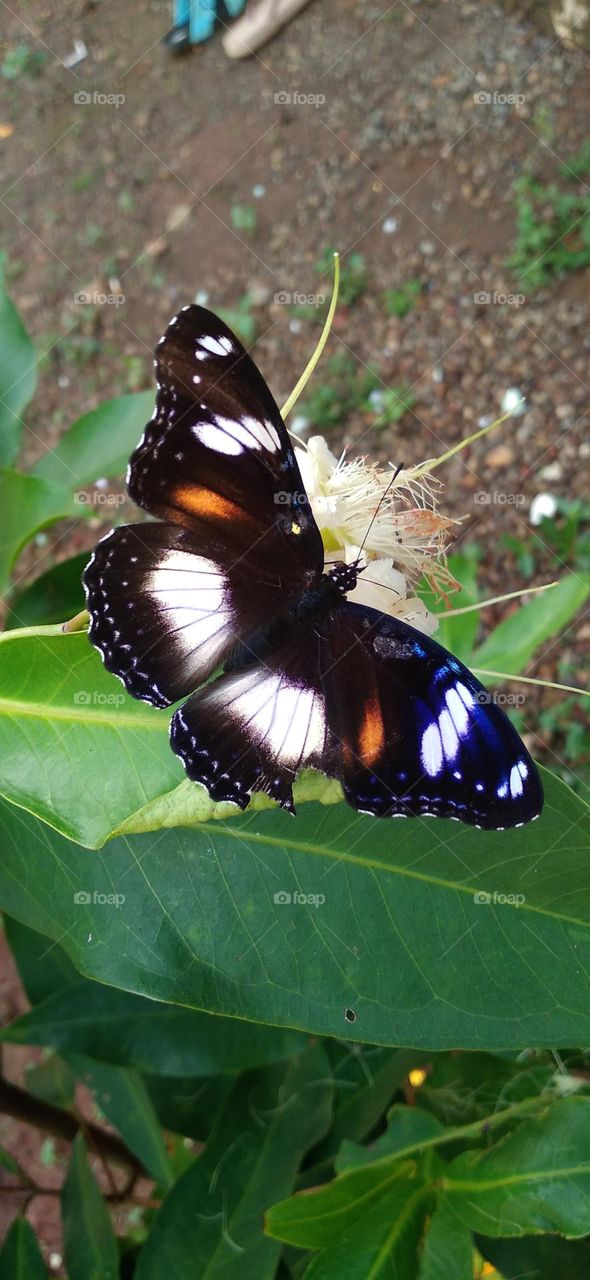beautiful butterfly perched on a guava flower