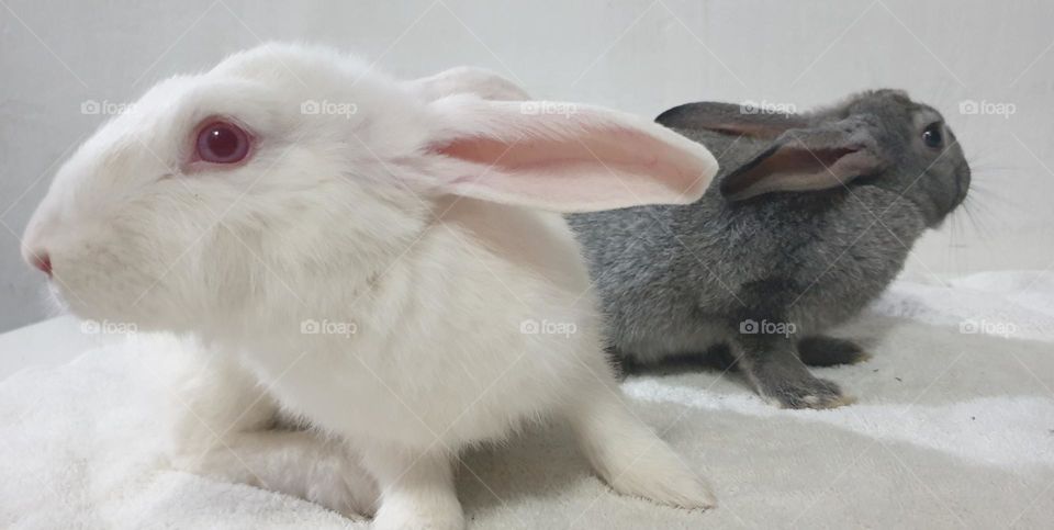 Beautiful rabbits, nose comica red eyes, gray and white snow, delicate, curious, big and long, very curious and funny ears