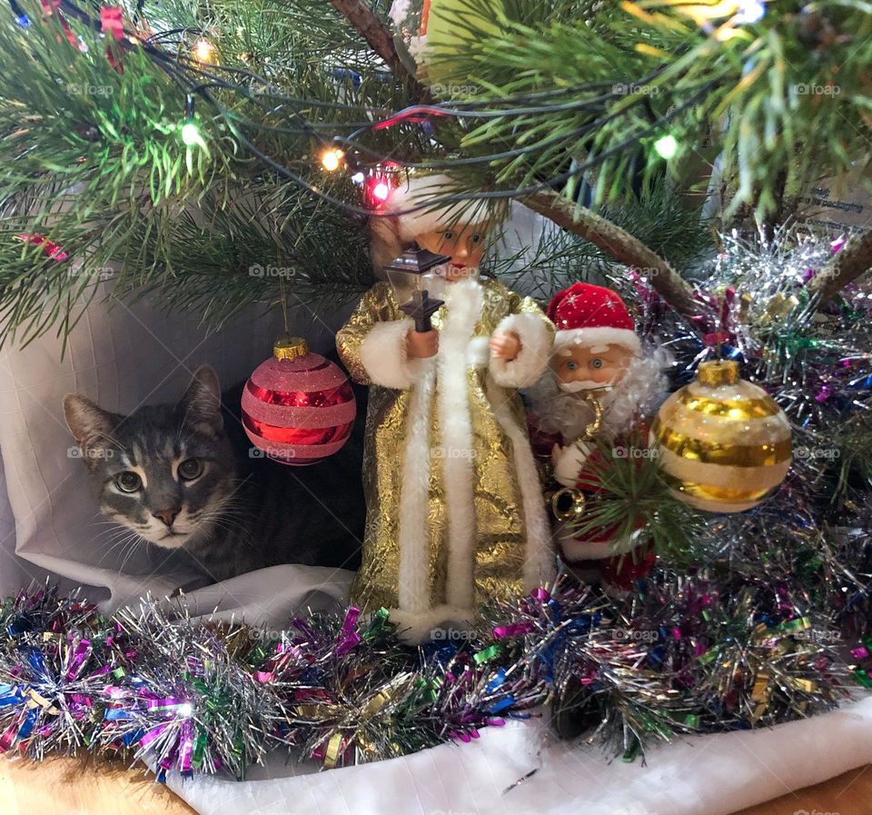 Cat and New Year’s tree 
