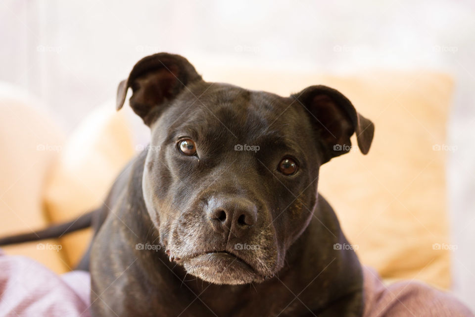 Portrait of black dog