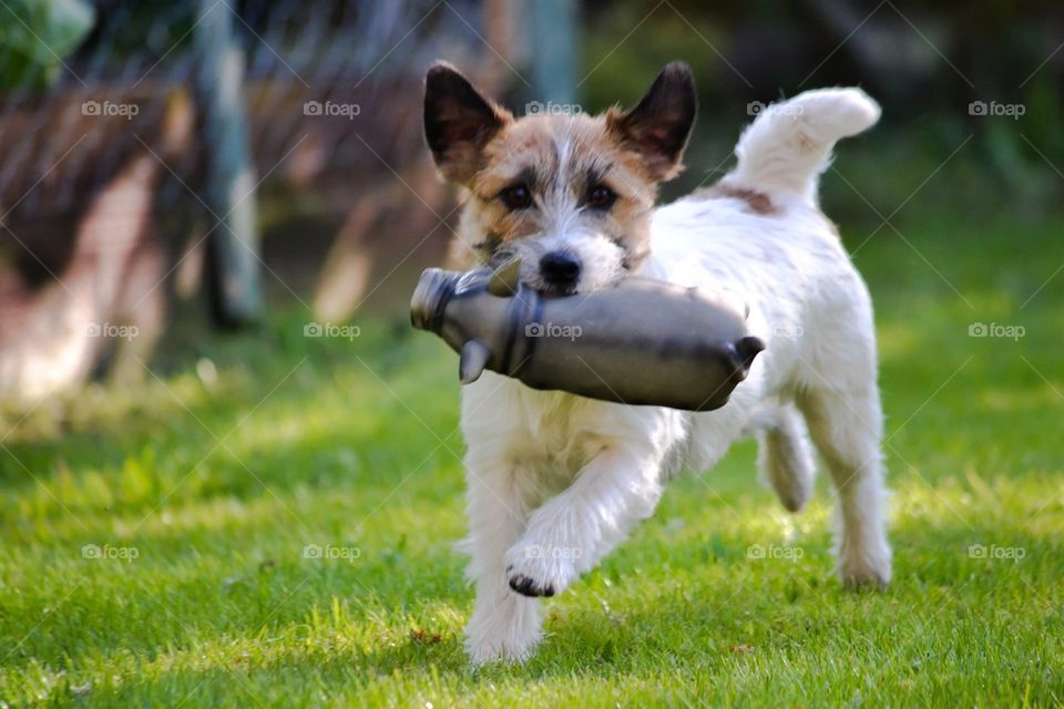 Jrt with toy