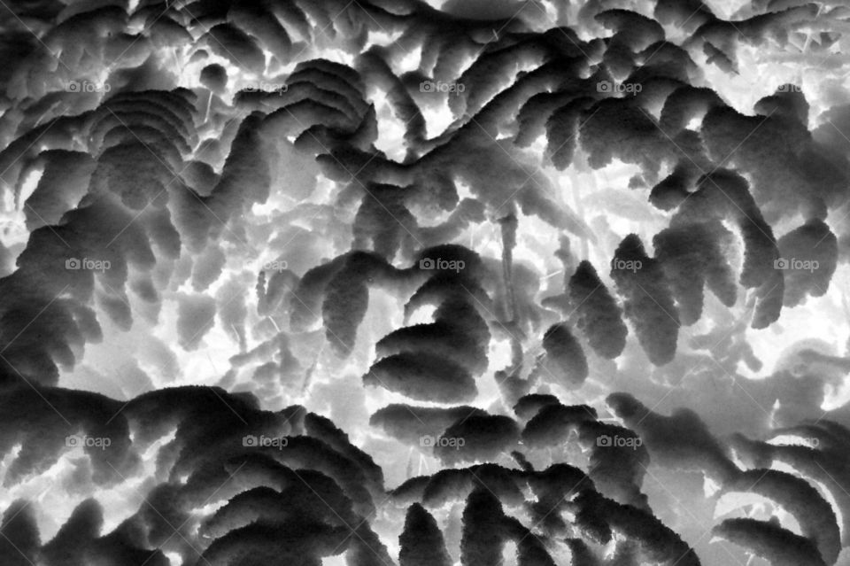 It was an abstract day today and I was taking some of my ice and snow pictures and experimenting with some desktop techniques and tools. This is an inverse black and white of some snow covered salal leaves.