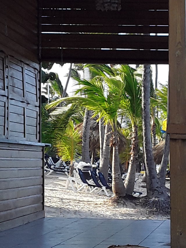 beach view: white sand, palms, blue tobchany