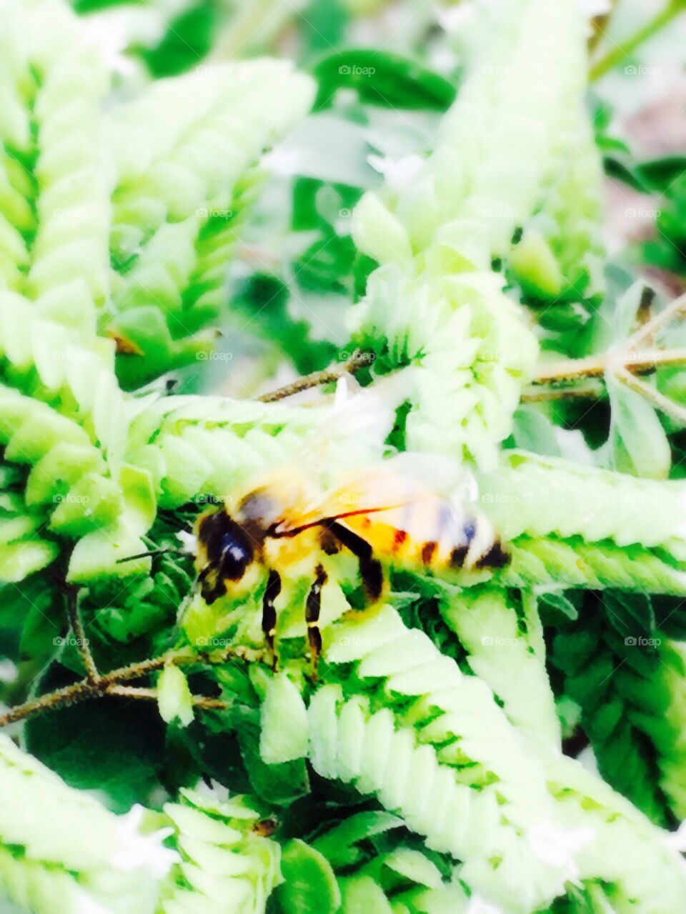 Bee in the garden 