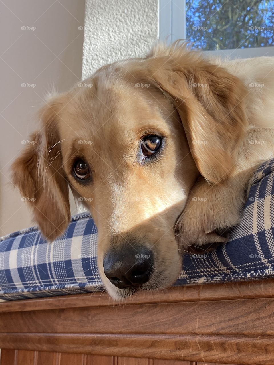 Cute golden retriever puppy lying his head down looking up