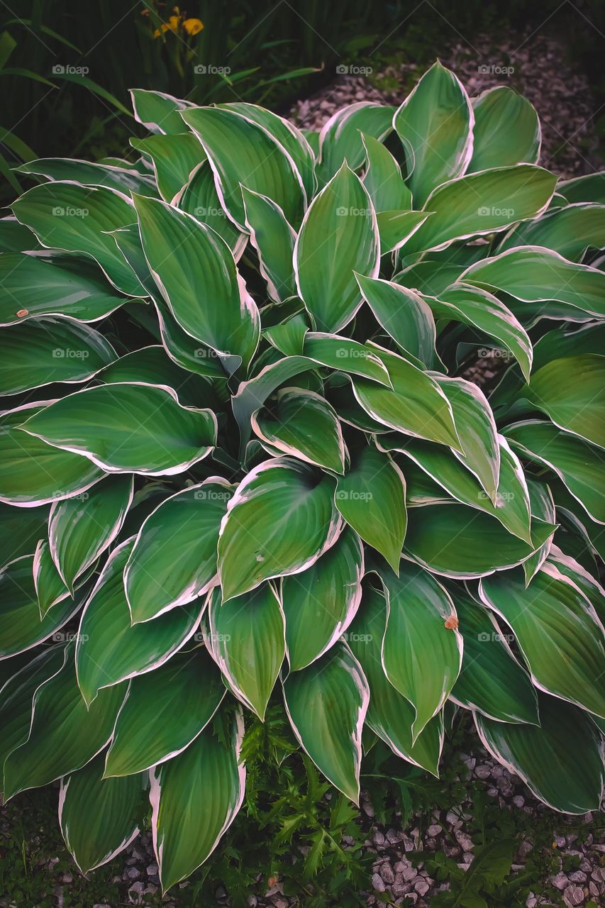 Hosta Siebold