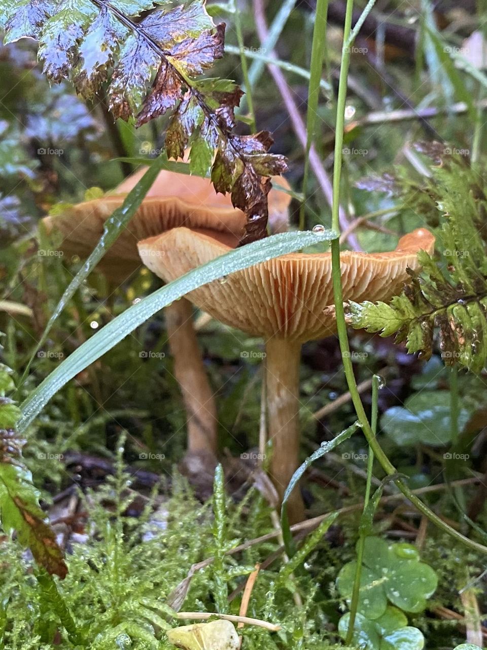 Mushrooms