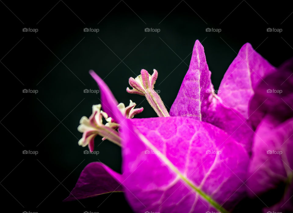 Bougainvillea flower macro shoot