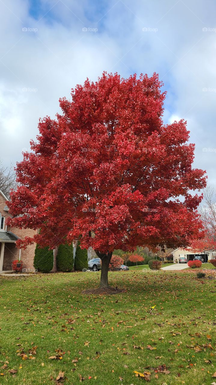 Red leaves