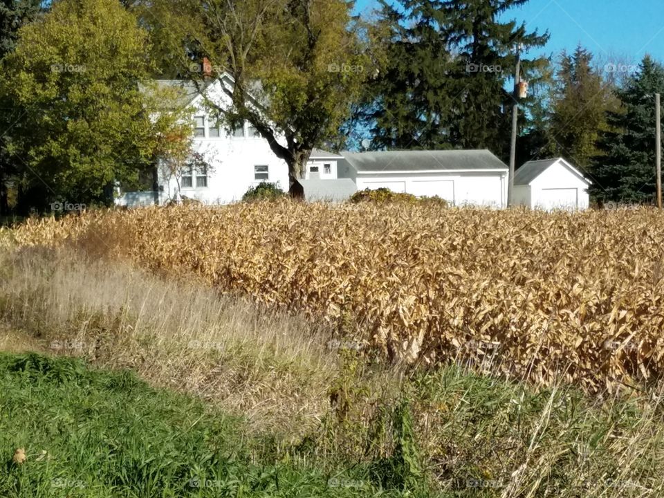 Fall Midwest farm yard
