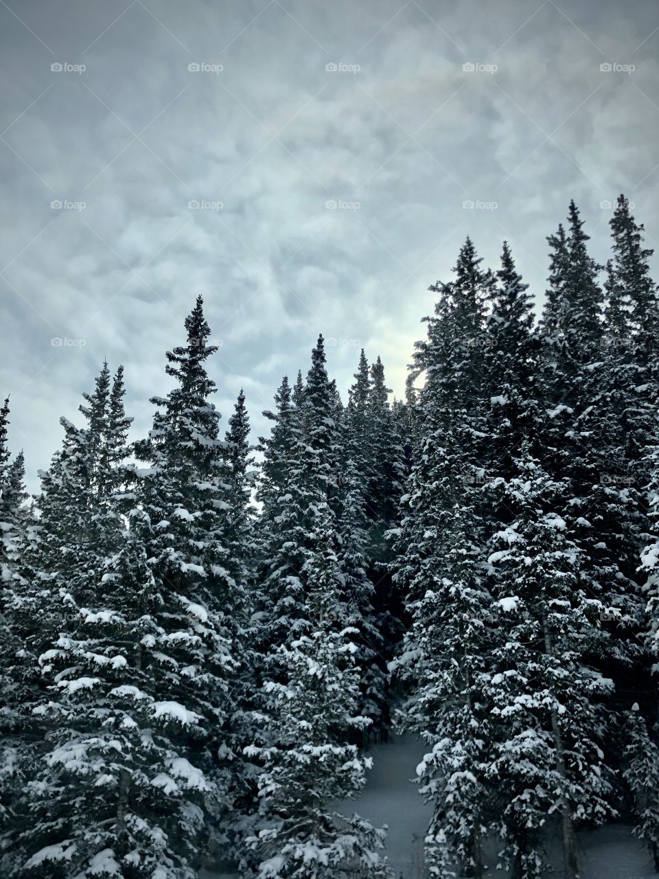 Winter snow covered evergreen forest.