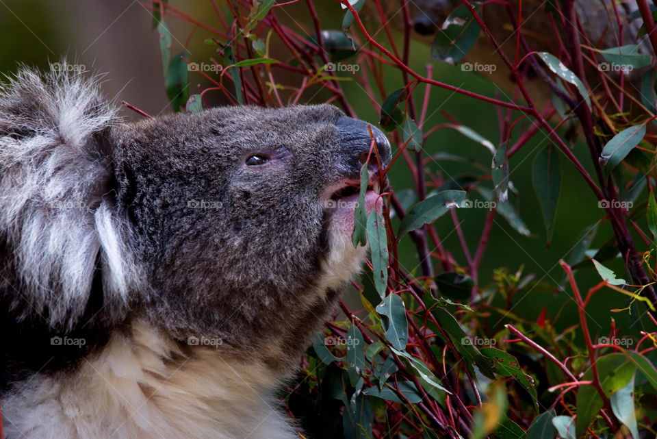 Koala Bear eating eucalyptus leaves in a tree in Perth