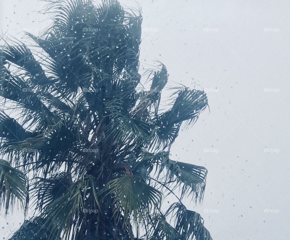 A palm tree blowing in the wind on a rainy and blustery day on a chilly, wet afternoon. USA, America 