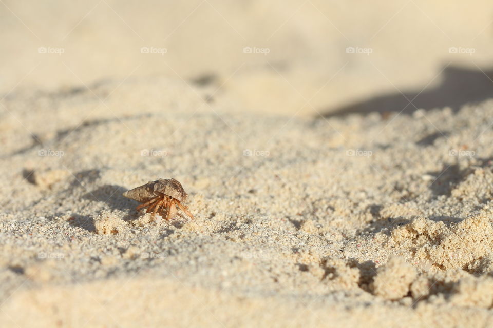 hermit crab in the sand