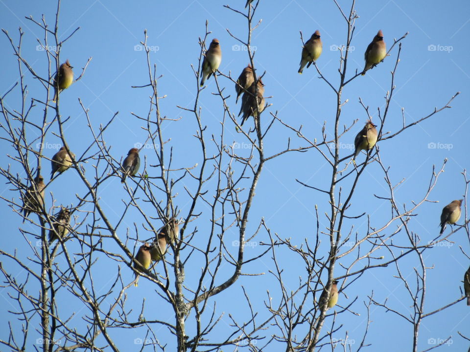 Cedar Waxwings