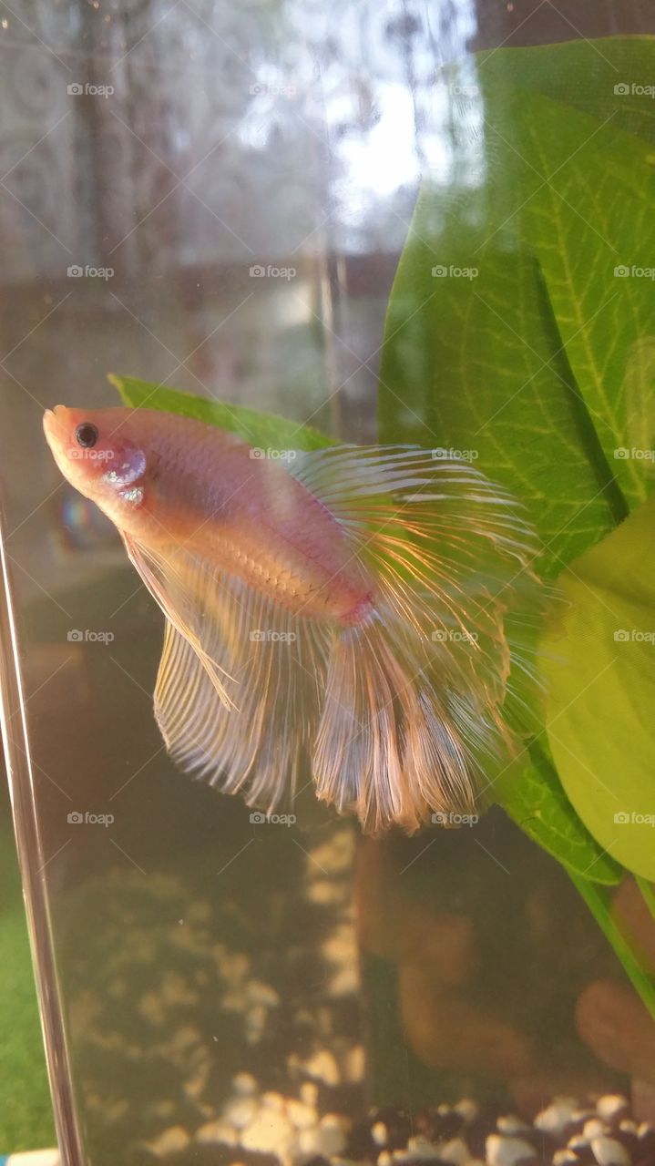 beta fish. my beta just hours before he passed away
