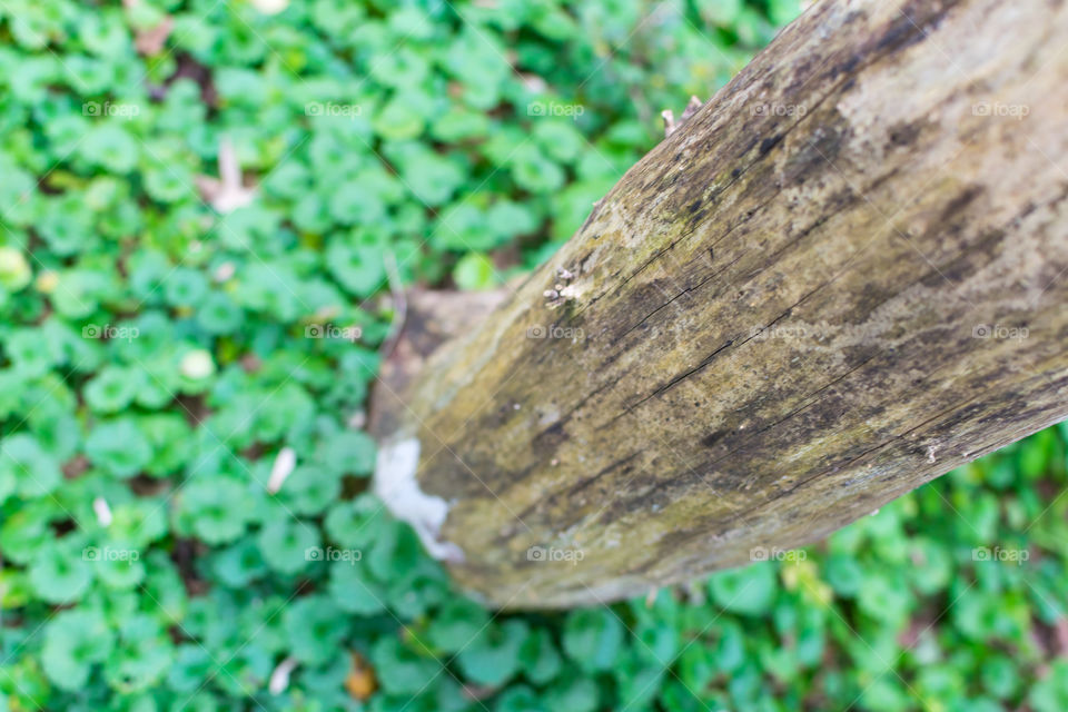 Tree trunk into clover