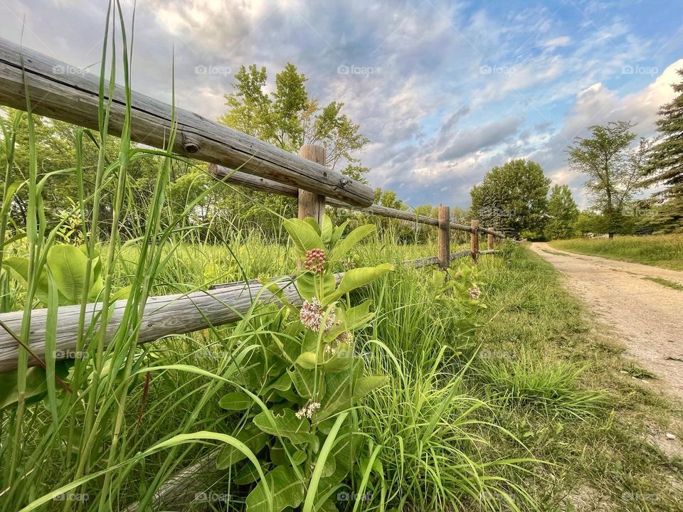 Summer in the country 