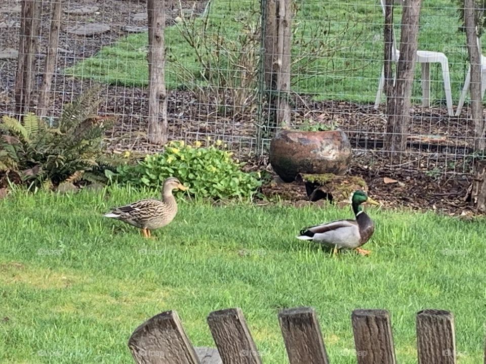 Wild life family visit