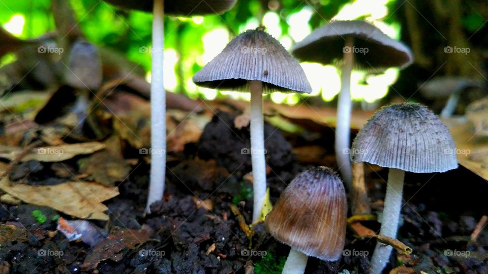 a group of mushroom grows under trees