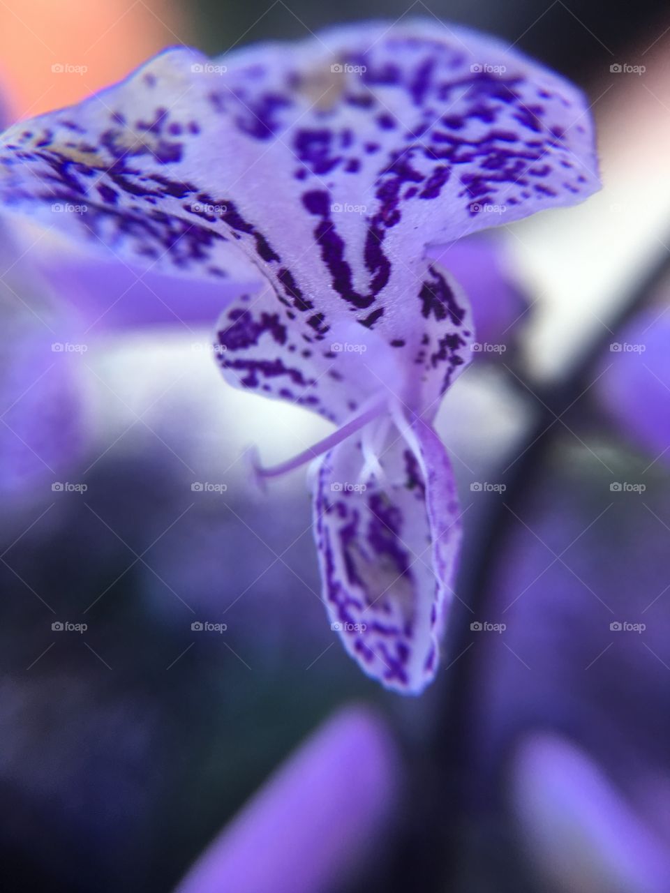 Purple flower closeup