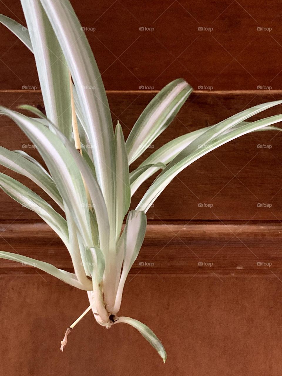 Baby spider plant with brown background 