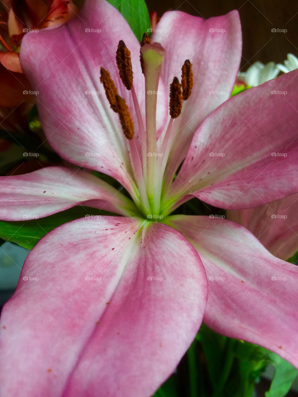 A lily closeup 
