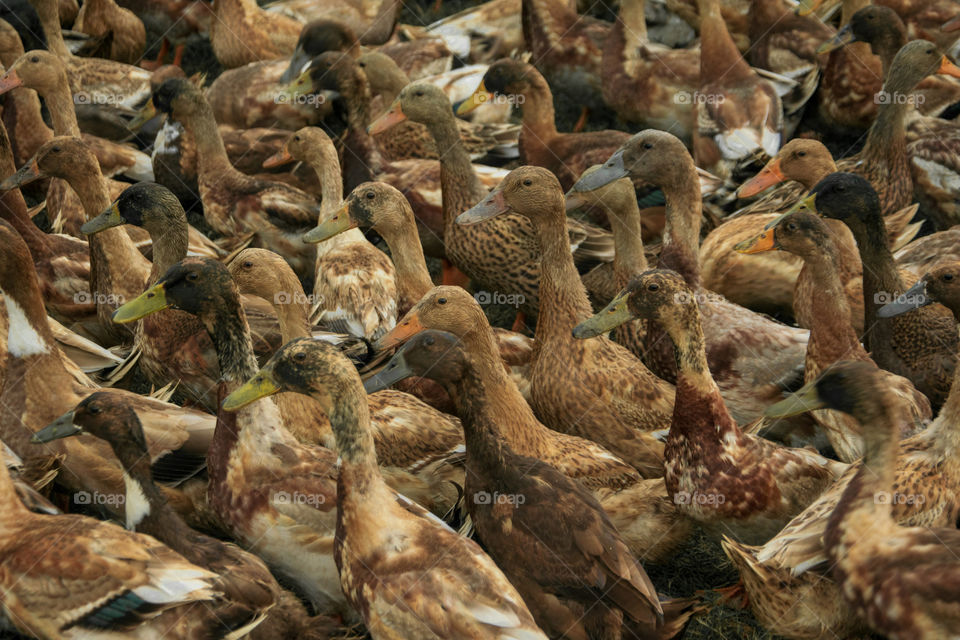 Flock of duck