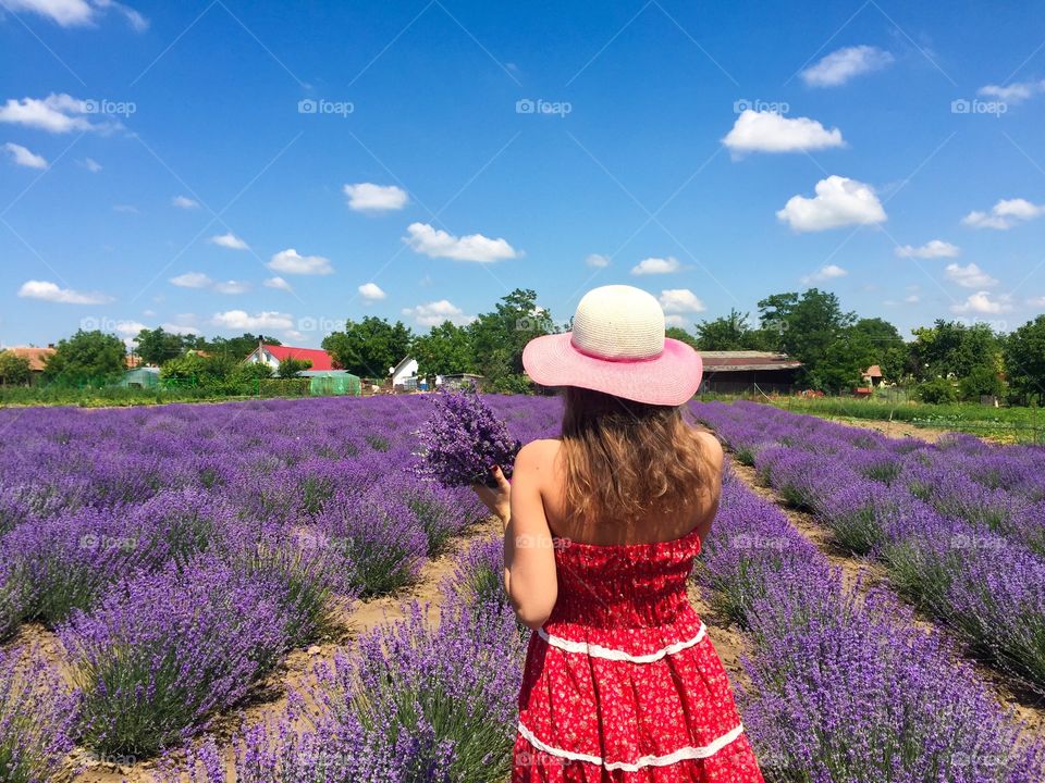 Back of pretty woman holding a bouquet of lavender with view of lavender field ahead