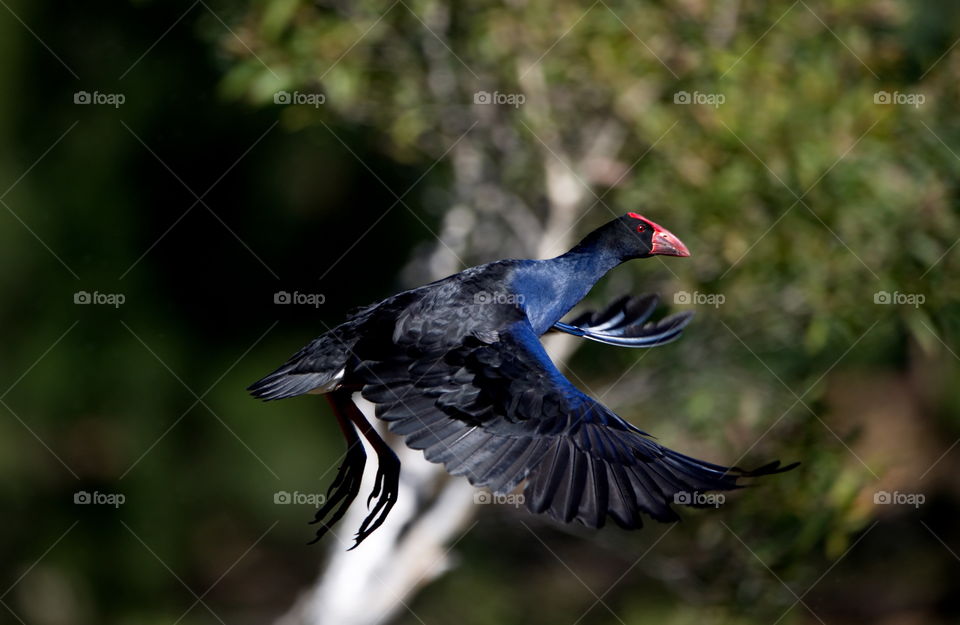 Australasian Swamphen 