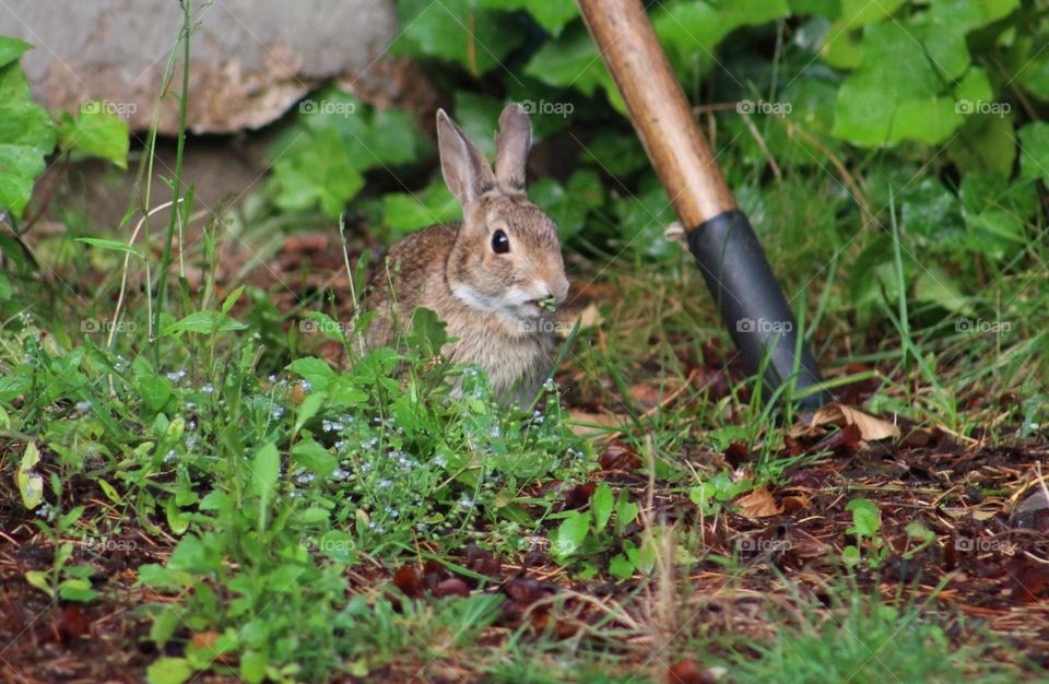 Close-up of a rabbit eating grass