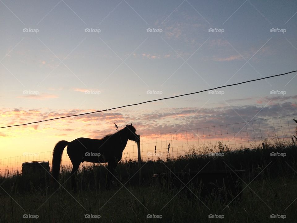 Little horse in the evening shadow
