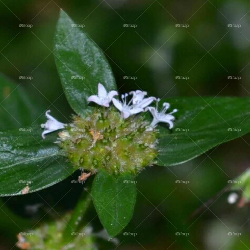 tiny white flowers