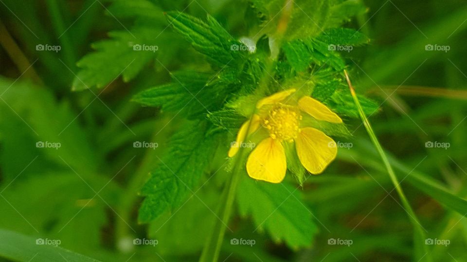Single yellow wildflower