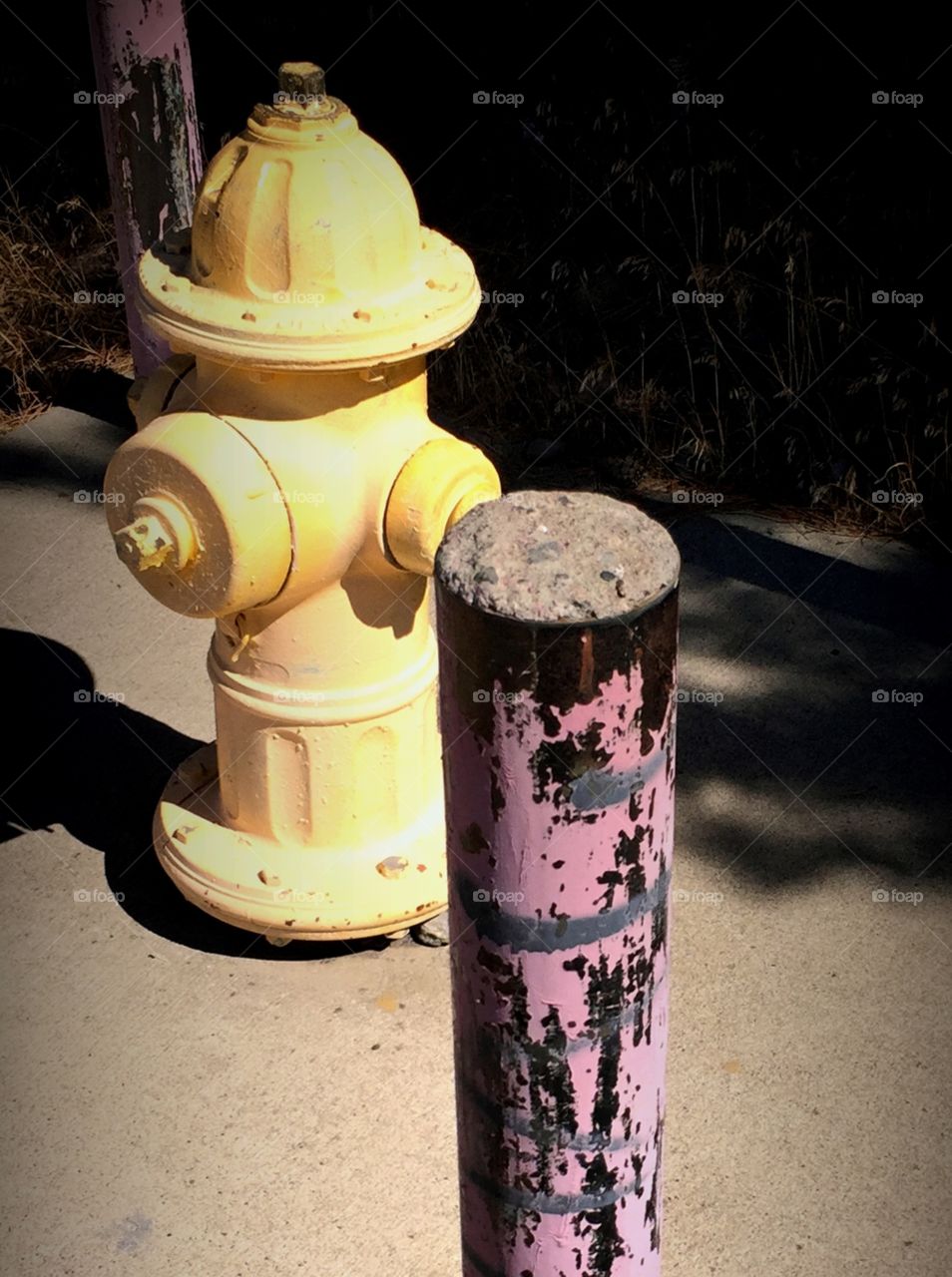 Guarding the hydrent. . Brightly colored purple posts protect a fire hydrent in a suburban neighborhood. 