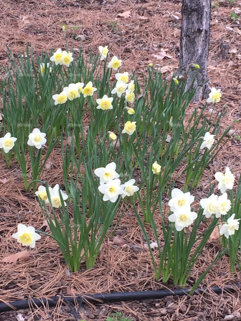 White and Yellow Flowers, Spring and Summer, Beauty, Spring as a rejuvenation. 
