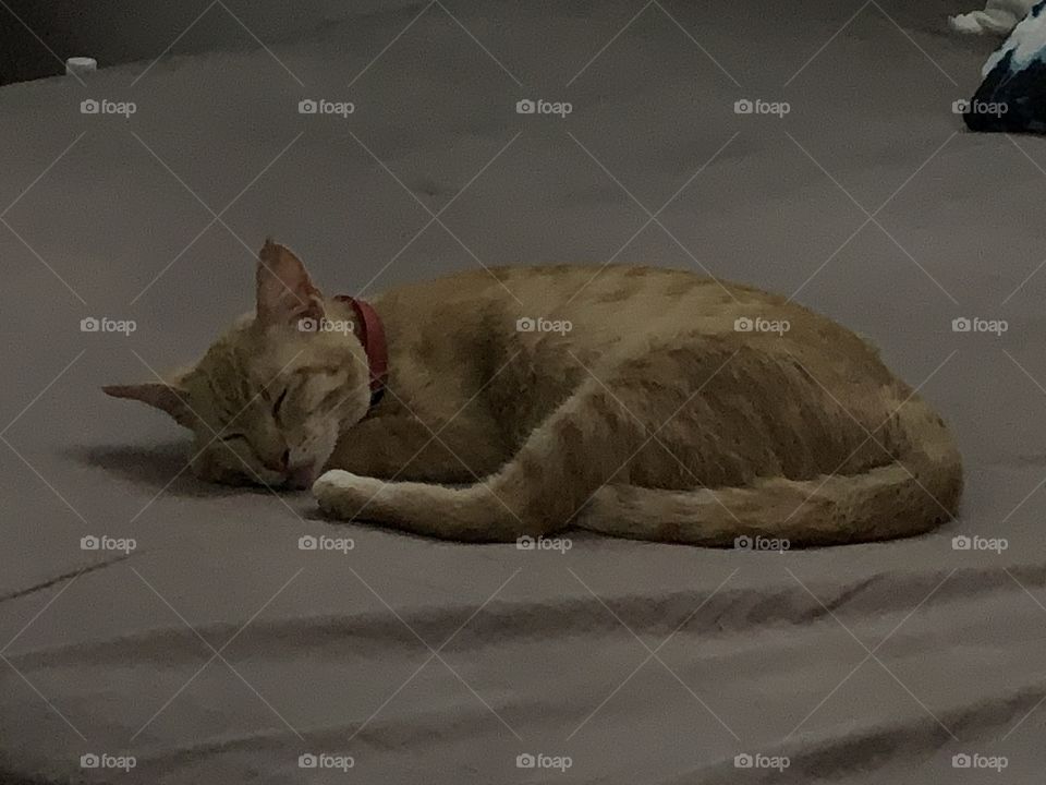 Deep sleep cat 